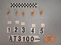 藏品(獸牙)的圖片